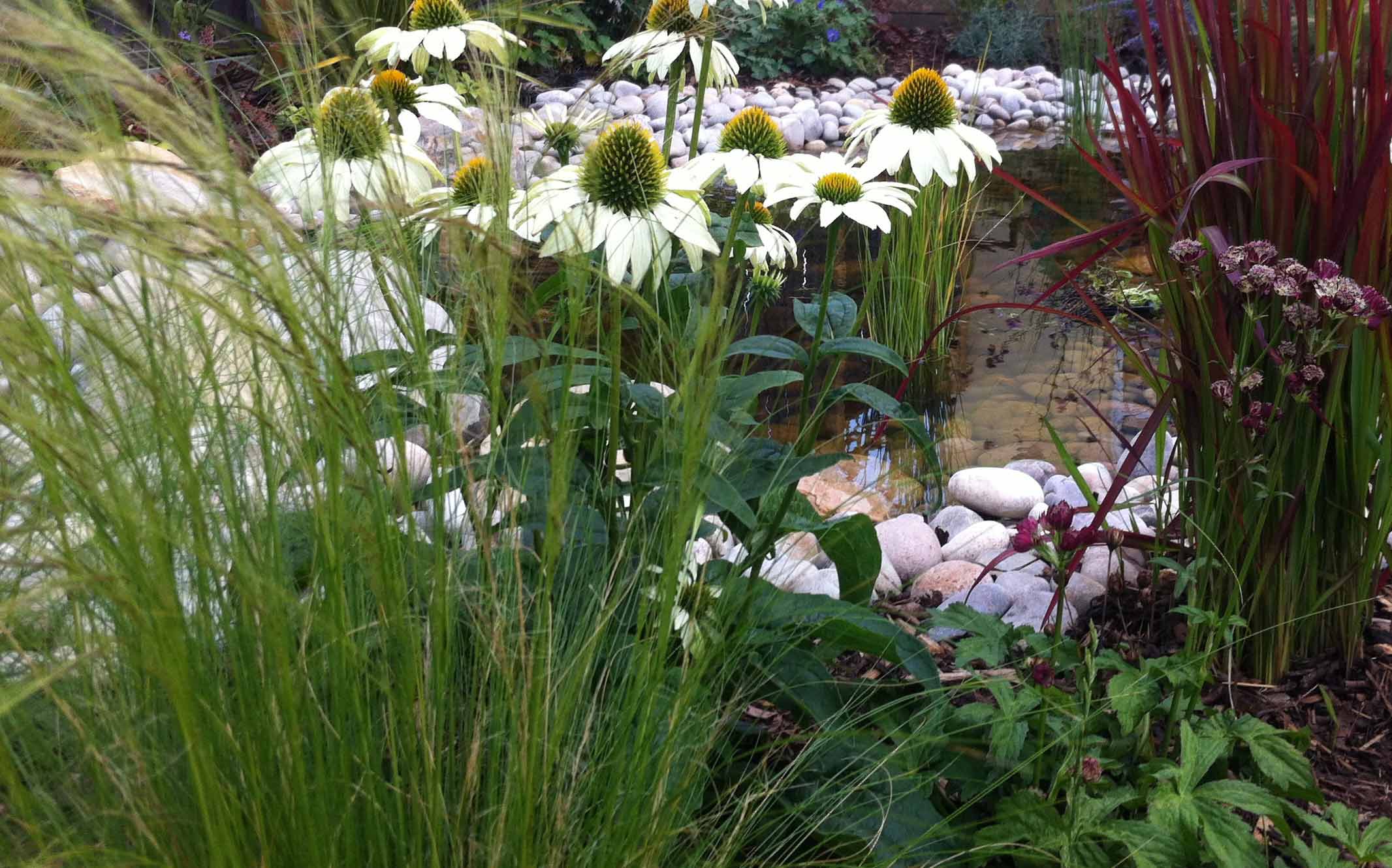 Perennials and bulbs in south London garden
