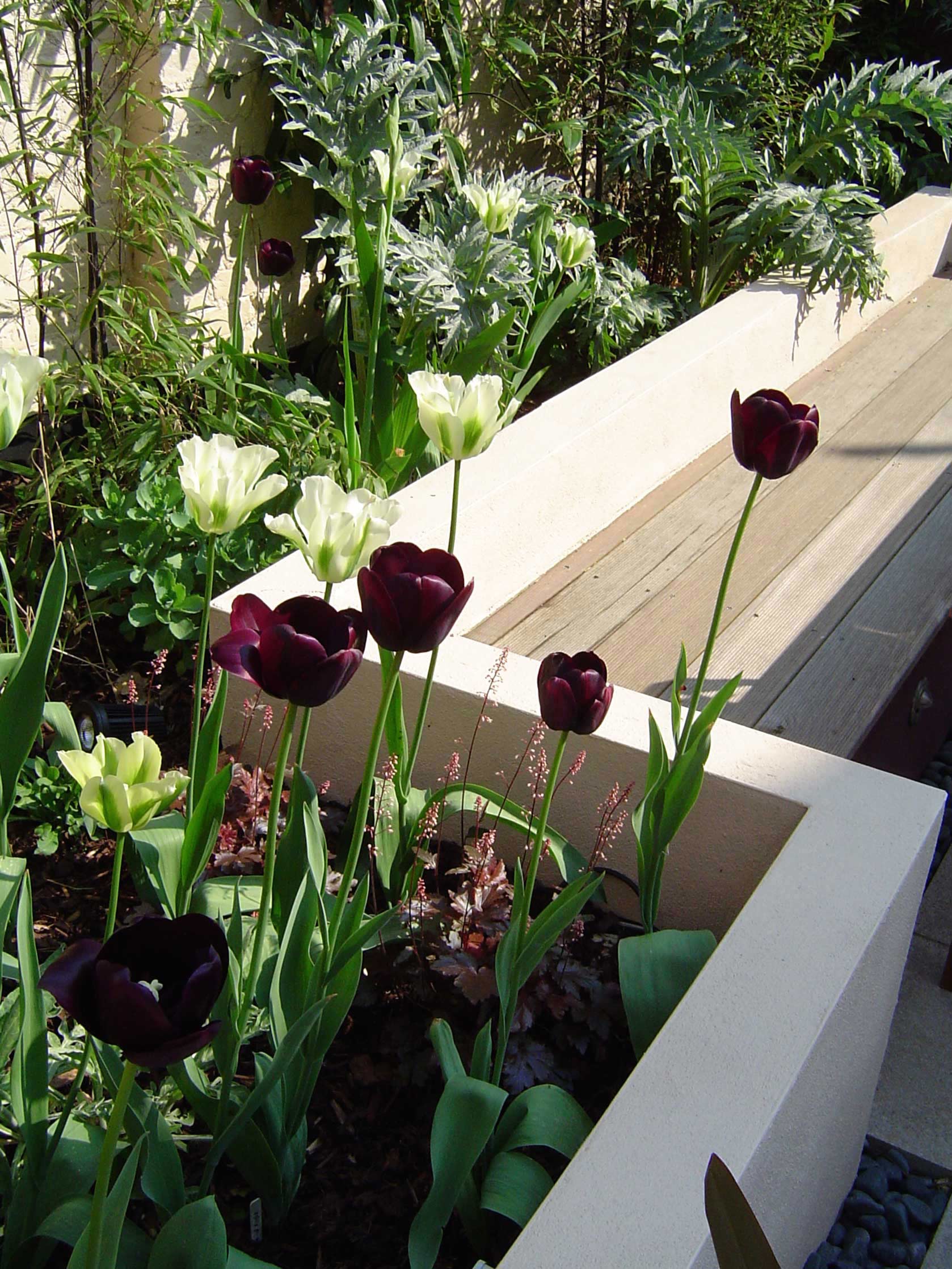 Plantbeds in a South London city garden